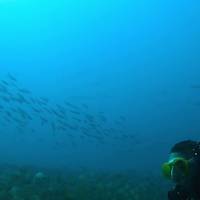Go Diving