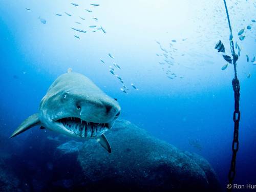 Dive Forster