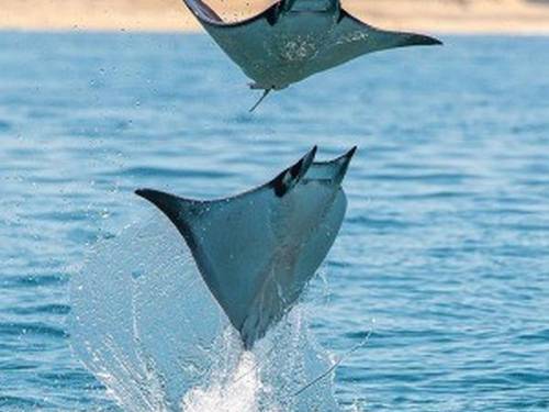 Baja Shark Experience