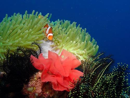 Wellbeach Dive Resort