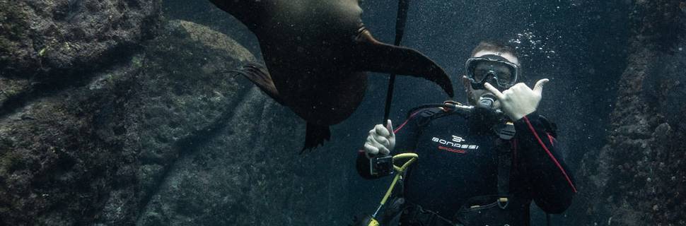 Dive in La Paz