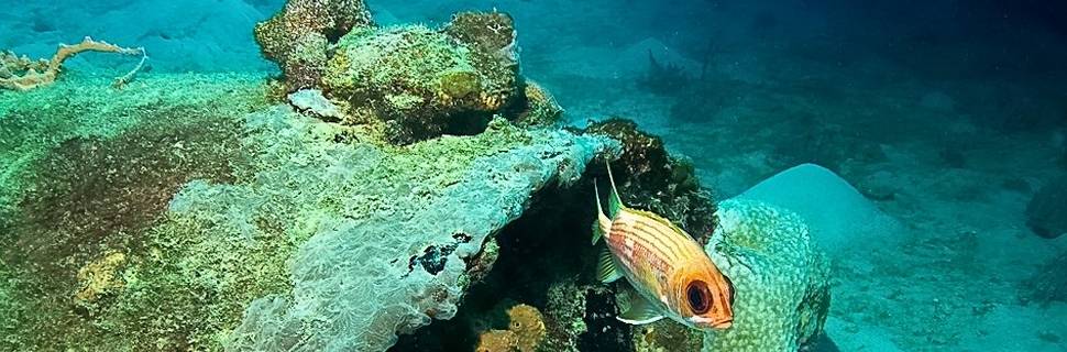 Roger's Scuba Shack