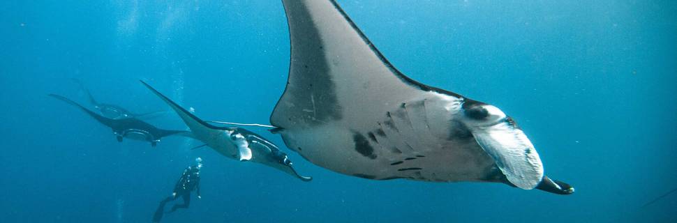Pure Dive Resort, Nusa Penida Diving