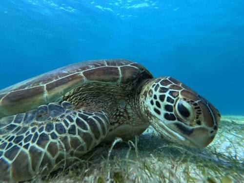 Enjoy Islands Diving Center