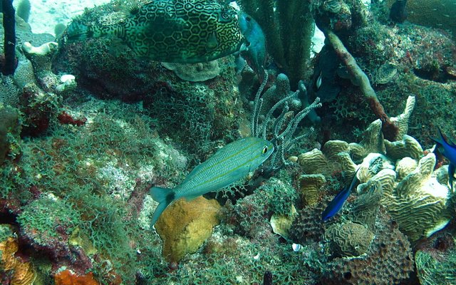 Diving in the Dominican Republic: Columbus Found It First