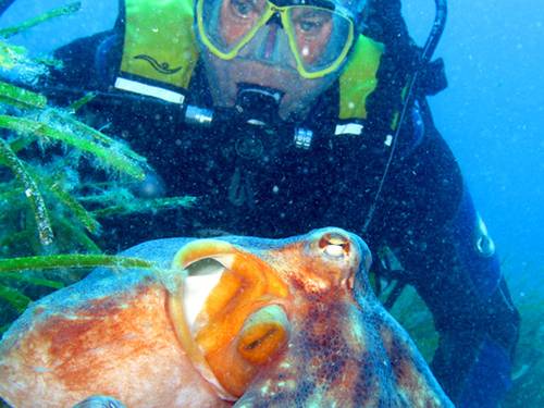 Nautilus Diving School