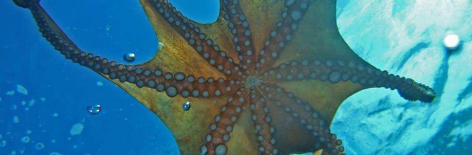 Big Blue Diving