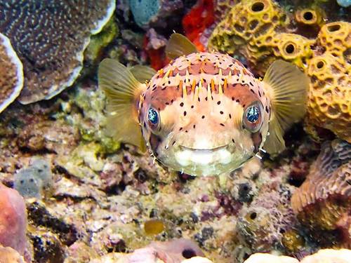 Dressel Divers Bayahibe/ Dive Shop - Dive Center