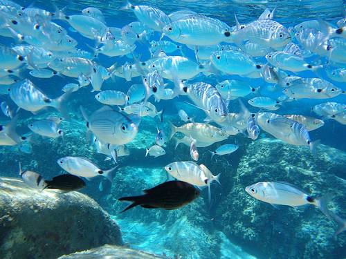 Subaqua Dive Service