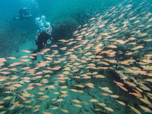 Discovery Diving Co., Inc.