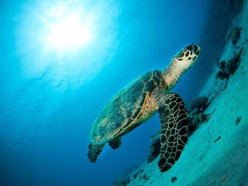 Red Sea Tribe - Dahab