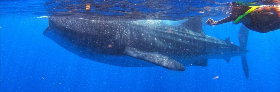 Scuba & Adventours