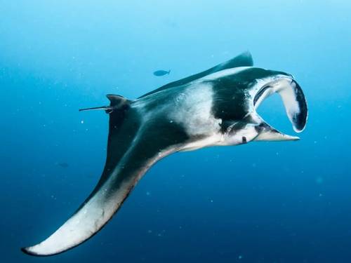 Sub Oceanic Maldives - Dive Center at Le Meridien Maldives Resort and Spa