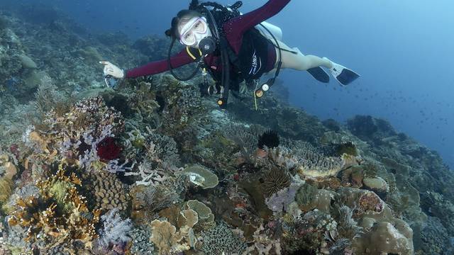 Indonesia Dive Safaris