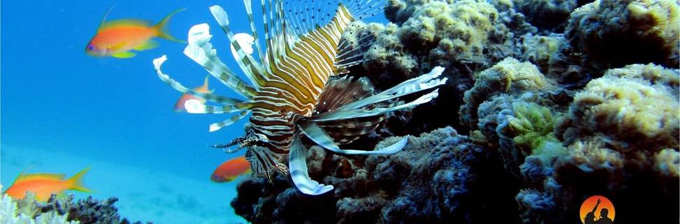 Diving Club - Divers Village