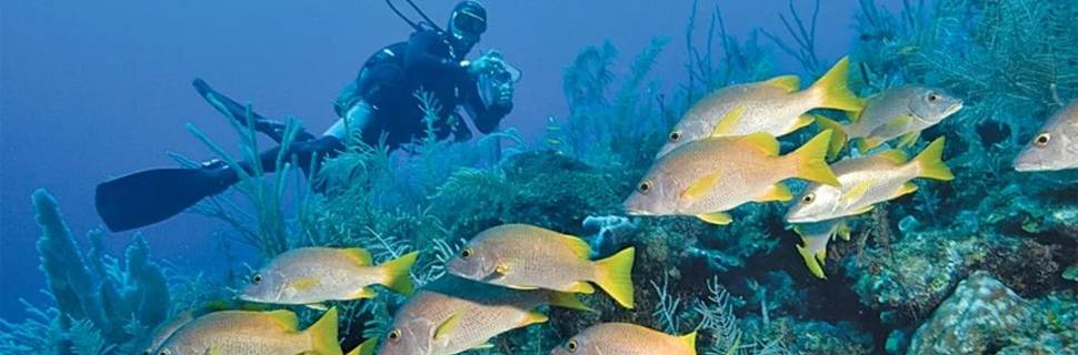 Scuba Vida Varadero
