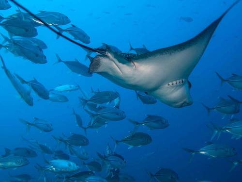 Fulidhoo Dive & Water Sports