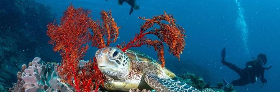 Aldesta Heron Island Pty Ltd
