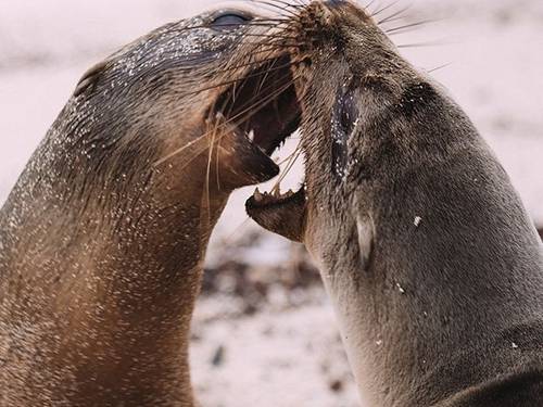 I-Galapagos Excursions