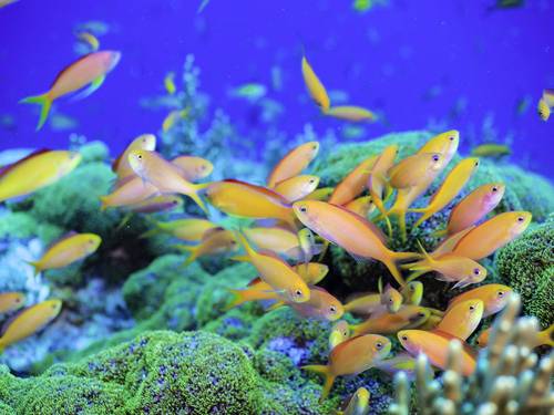 Marine Product