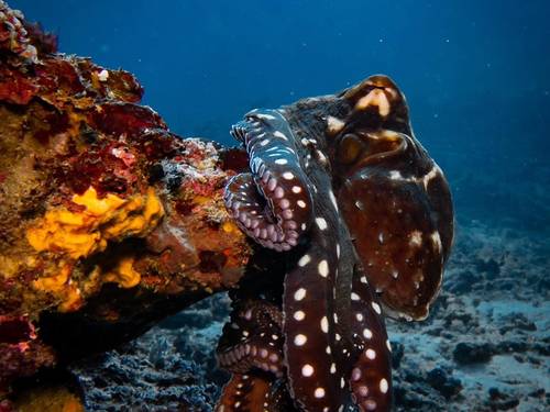 Ceningan Divers