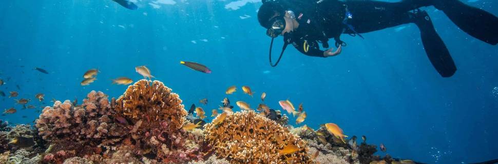 Thresher Shark Divers