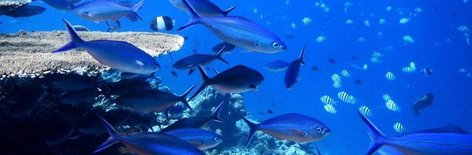 Dive Kuda Fushi