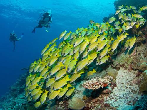 Deep Blue Divers Laamu