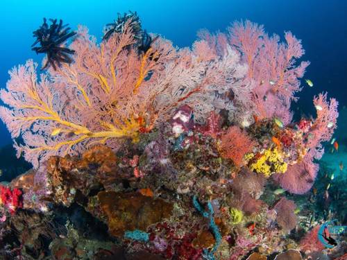 West Bali Diving and Snorkeling