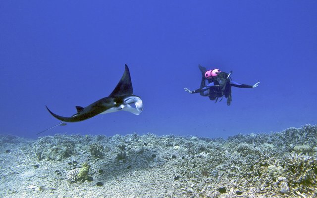Diving in the United States: One Country, Every Kind of Water