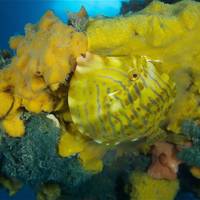 Ocean Divers