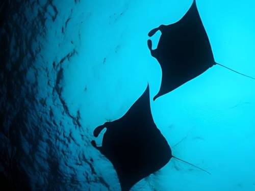 Manta Divers - Maldives