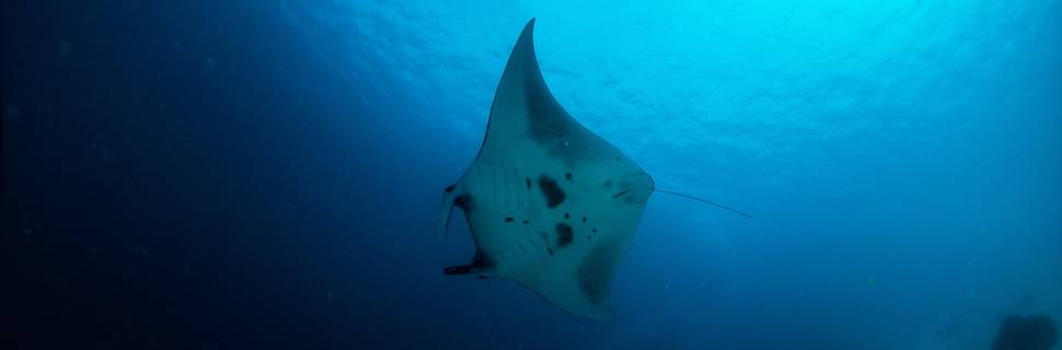 NEREN Diving Komodo - Dive Into Life