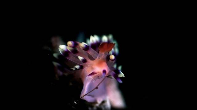 Turtle Divers Raja Ampat