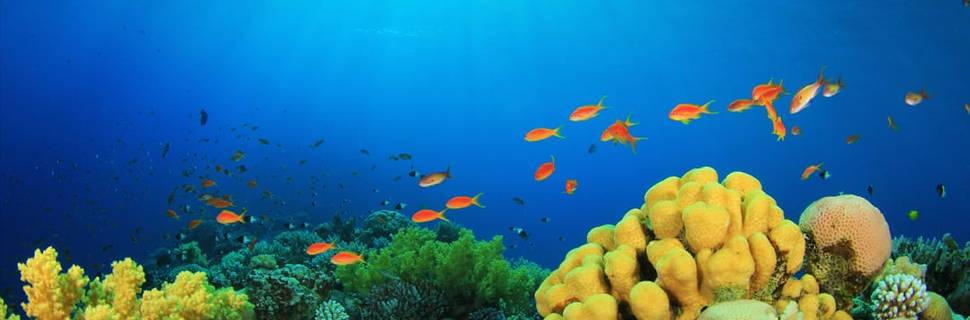 Scuba Seekers