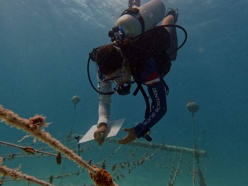 DivingLife Expeditions