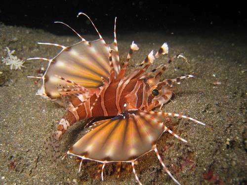 Bali Fab Dive Center