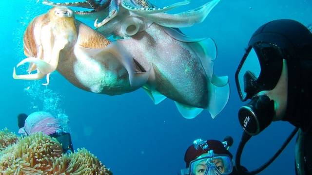 Blue Submarine Diving Center - Happy Life Beach Marsa Alam