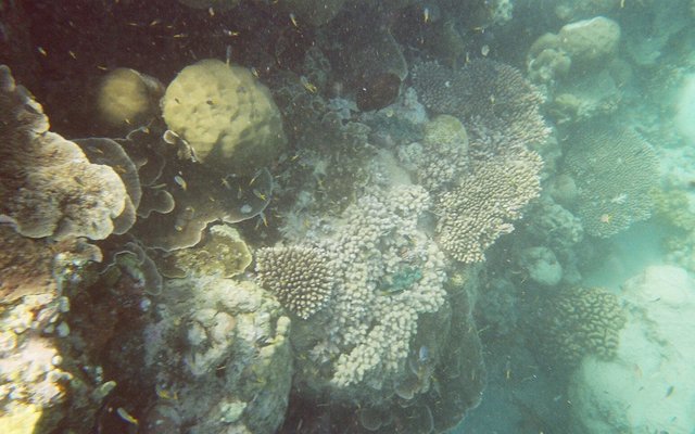 Diving the Great Barrier Reef: The Big One, Told Plainly