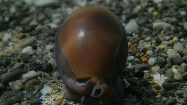 Milos Diving Center