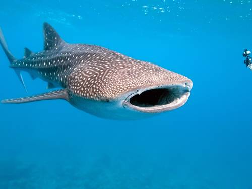 Whale Shark Diving