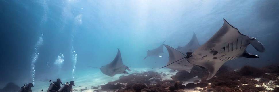 Dive Komodo
