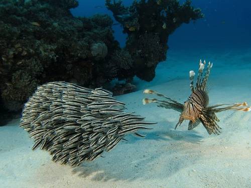 Just Diving in Mauritius