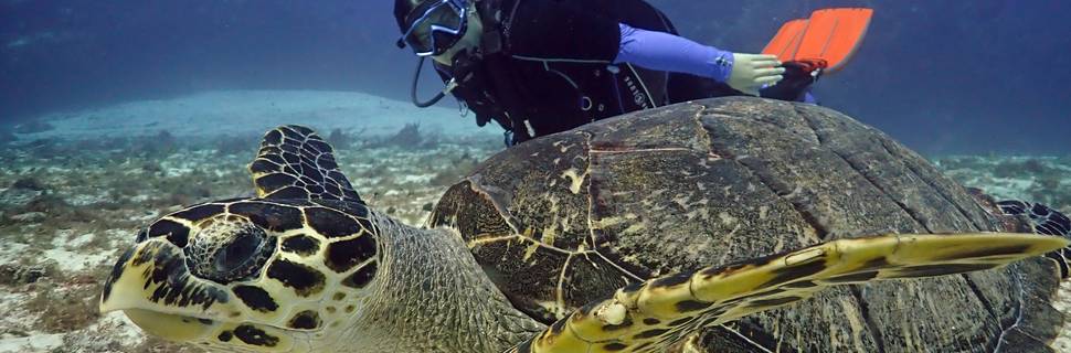 Jungle Divers Cozumel