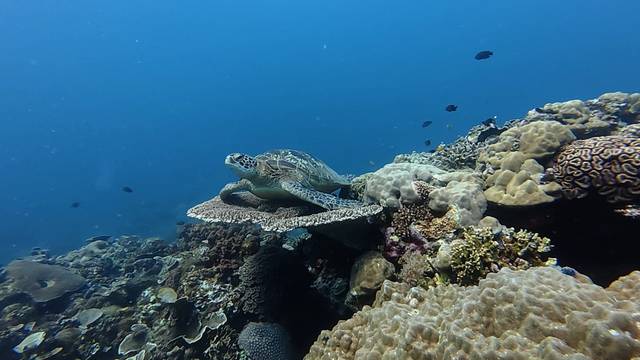 Reef Turtle Dive Center / Centro de Buceo PADI en Siquijor (Spanish/French/English)