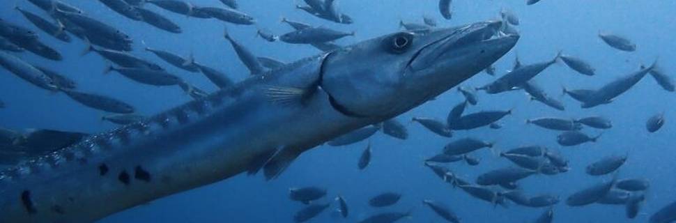 Dolphin Dive