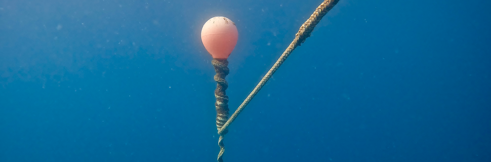 Dive Coaching Australia