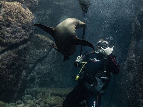 Dive in La Paz