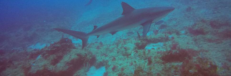 Private Dive Services