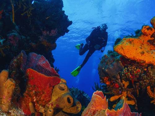Tauchen Hurghada Dive | Scuba Diving Center in Hurghada, PADI Courses